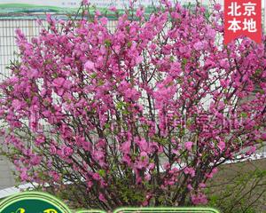 榆叶梅球花的扦插技巧（学会这些技巧，让榆叶梅球花生根发芽更容易）