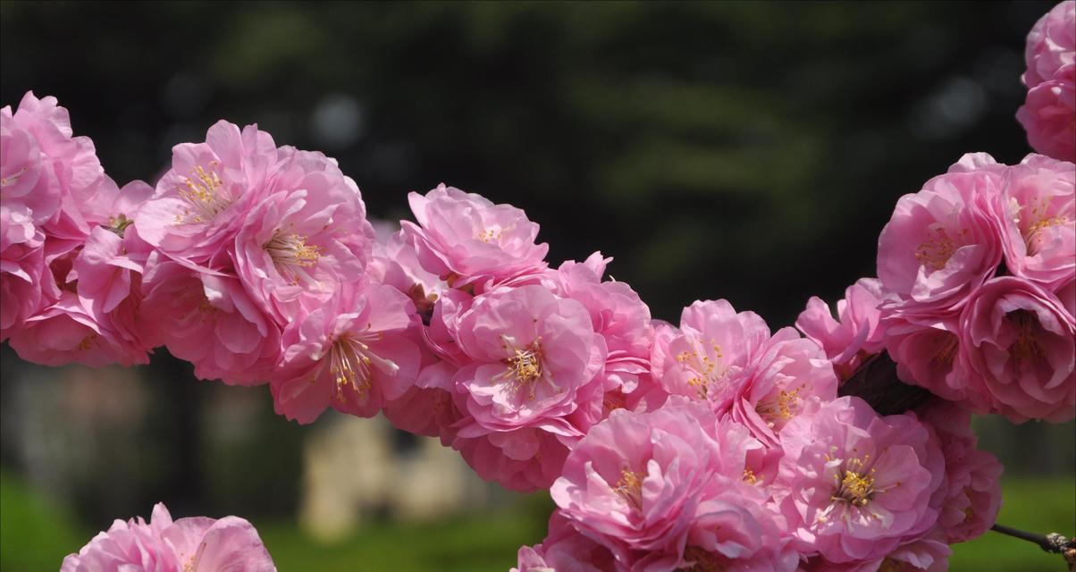 榆叶梅球花的扦插技巧（学会这些技巧，让榆叶梅球花生根发芽更容易）