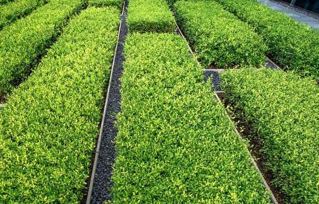 绿篱植物的特性（探秘绿篱植物的生长、功能与应用）