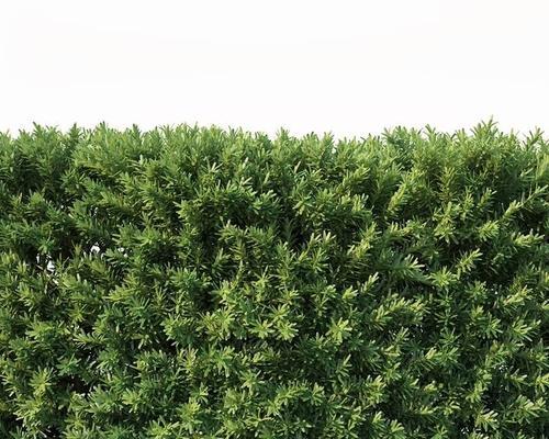 绿篱植物的特性（探秘绿篱植物的生长、功能与应用）