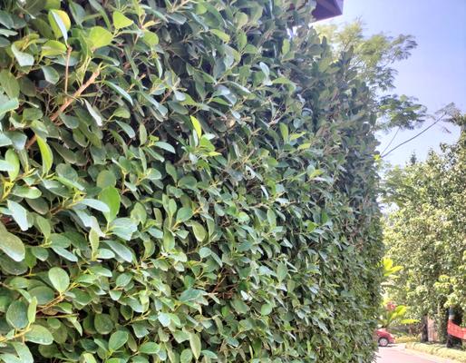 绿篱植物的特性（探秘绿篱植物的生长、功能与应用）