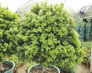怎样养护香妃草？（一步步教你培养健康的香妃草，拥有美丽花园）