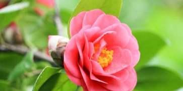 怎样养护香妃草？（一步步教你培养健康的香妃草，拥有美丽花园）