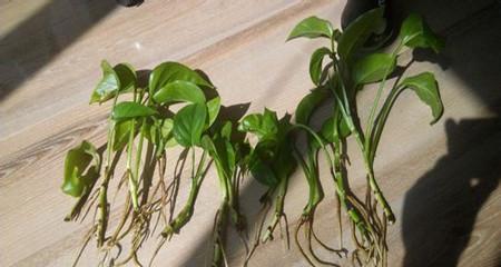 绿萝种植方法详解（时机、土壤、养护与繁殖）