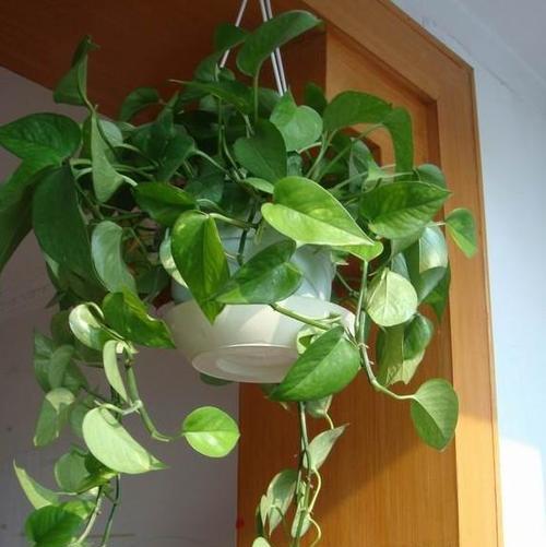 绿萝种植方法详解（时机、土壤、养护与繁殖）