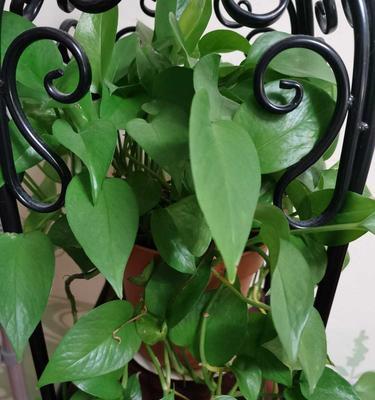 绿萝种植方法详解（时机、土壤、养护与繁殖）