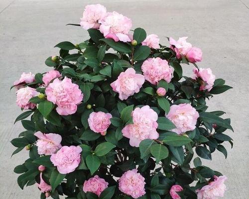 揭秘最好看又好养的茶花品种（从品种、栽培、生长到观赏，这些全方位知识都要知道！）