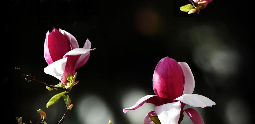 春日玉兰花绽放时（探秘玉兰花的生长特点与观赏技巧）