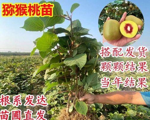 如何种植健康的猕猴桃树苗（从选苗到种植全攻略，轻松打造猕猴桃园）