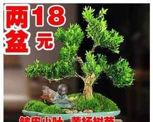 如何养护瓜子黄杨盆景（打造精美盆景的关键步骤）
