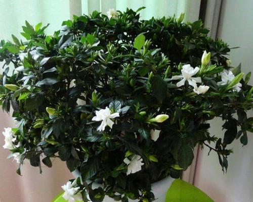 家庭扼子花的养殖方法（从基础了解到高效生长）