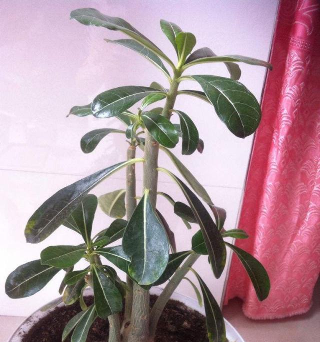 盆景肥料之盆内追施有机肥（用有机肥让盆景更健康）