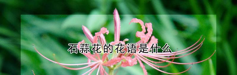 石蒜花叶子为什么会变黄？（探究石蒜花叶子变黄的原因及解决方法）