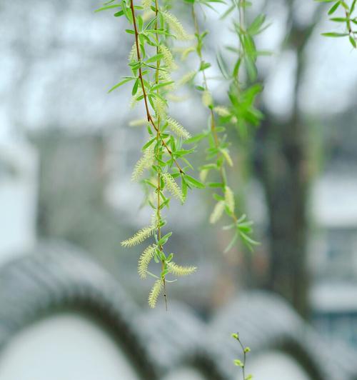 柳树开花的季节——春天的颜色（探寻柳花开放的奥秘，一起迎接春天的到来）