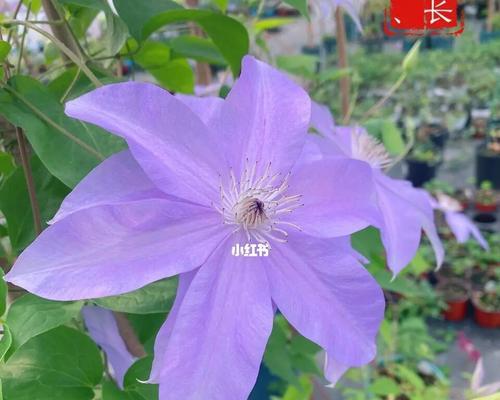 铁线莲的养殖技巧（掌握这些技巧，让你的铁线莲茁壮成长）