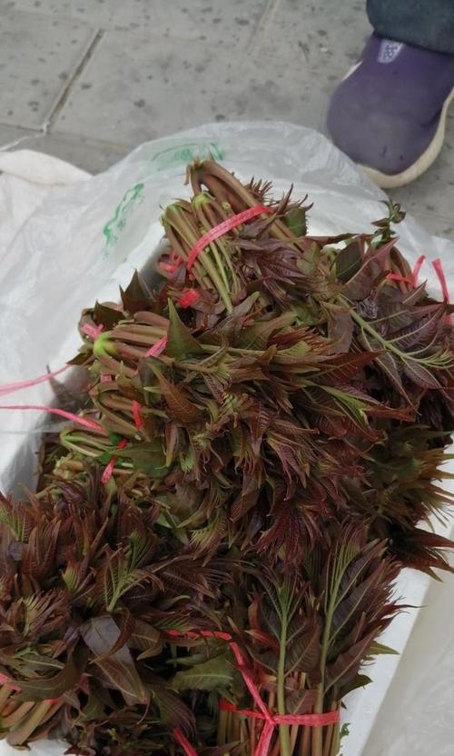 春季是采摘香椿树的最佳时期（香椿树的收获季节、品尝口感、加工方法、存储技巧等详细介绍）