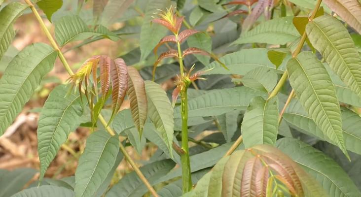 春季是采摘香椿树的最佳时期（香椿树的收获季节、品尝口感、加工方法、存储技巧等详细介绍）