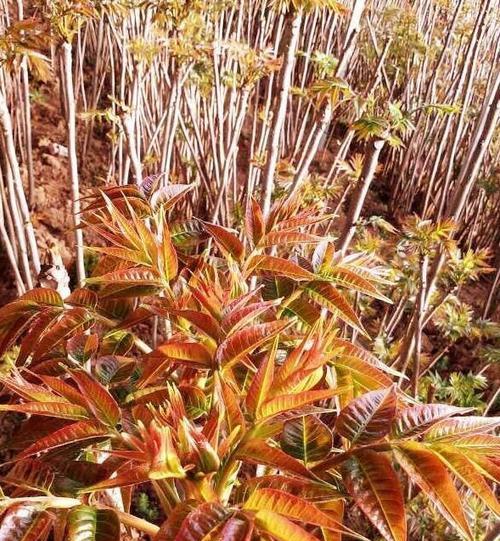 春季是采摘香椿树的最佳时期（香椿树的收获季节、品尝口感、加工方法、存储技巧等详细介绍）