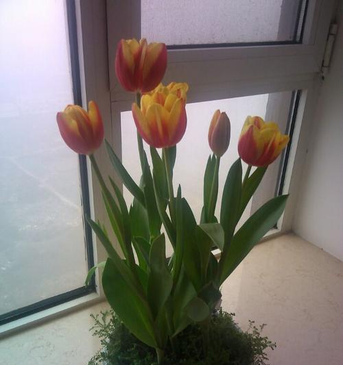 夏季花草种植指南（打造盛夏花海，种出绚丽夏日）