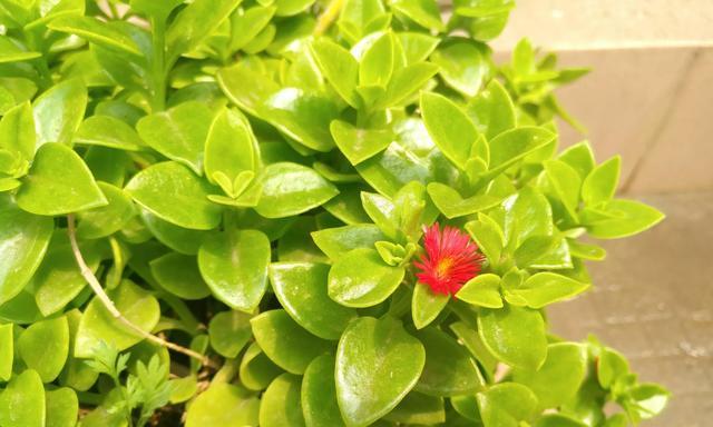夏季花草种植指南（打造盛夏花海，种出绚丽夏日）