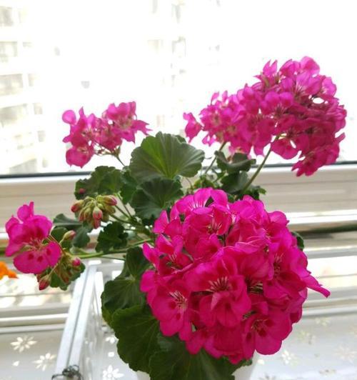 夏季花草种植指南（打造盛夏花海，种出绚丽夏日）