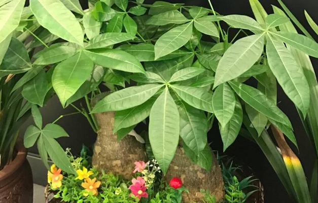 如何选择发财树的栽培土？（发财树栽培的土壤要求和种植技巧）