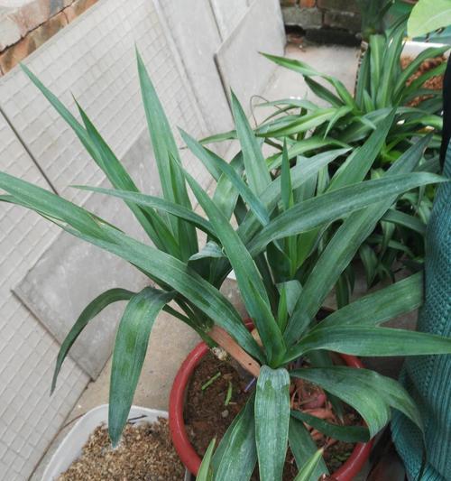 植物播种方法详解（掌握这些方法，让你的植物成长茁壮）