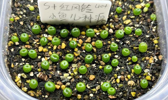 植物播种方法详解（掌握这些方法，让你的植物成长茁壮）