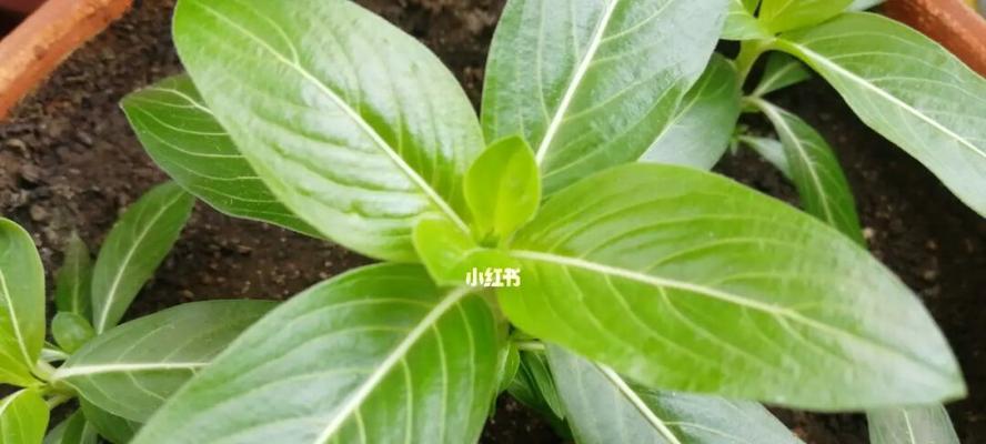 植物播种方法详解（掌握这些方法，让你的植物成长茁壮）