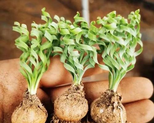 轻松学会弹簧草养护（打造极具生命力的室内绿植空间）