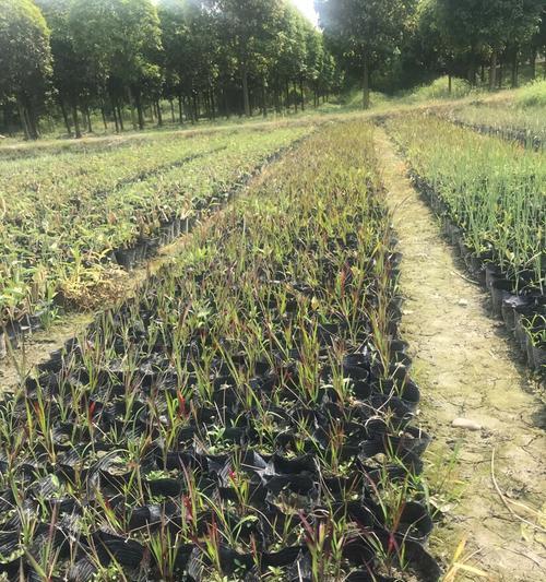 如何种植血草？（一步步教你打造美丽花园）