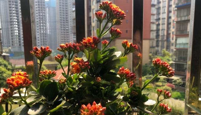 长寿花的长气根之谜（揭秘长寿花生存的奥秘）