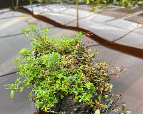 绿宫廷修剪指南（打造别具一格的花园）