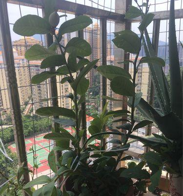 柠檬盆景的养殖方法（一步一步教你打造美丽的柠檬盆景）