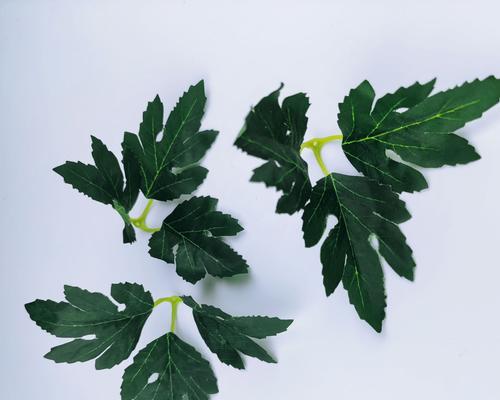 怎样让菊花叶子重新变绿?(教你快速恢复叶子的健康状态,让你的菊花更美丽)