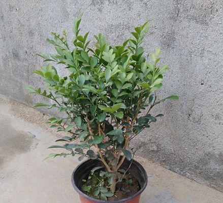 如何成功种植盆栽桂花树？