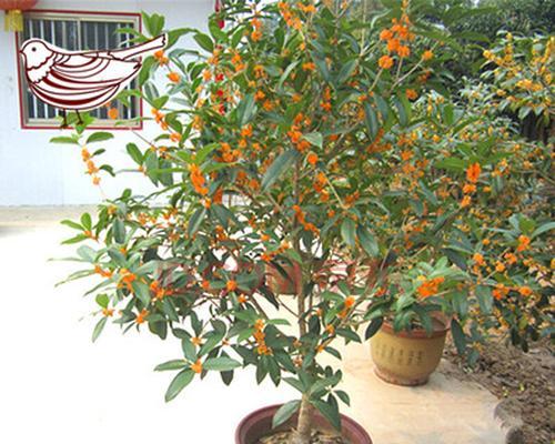 如何成功种植盆栽桂花树？