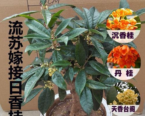 如何成功种植盆栽桂花树？