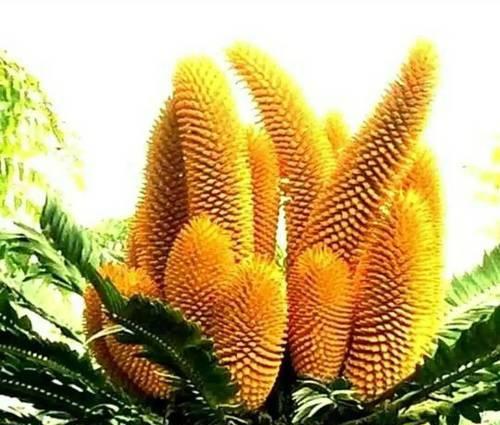 铁树开花（以巴西铁树开花的寓意与启示）