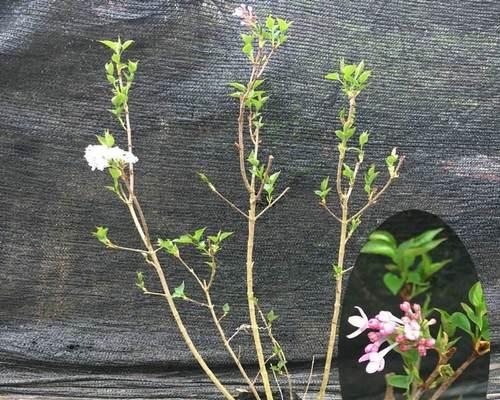 丁香花的特点（了解丁香花，从花朵到传说）