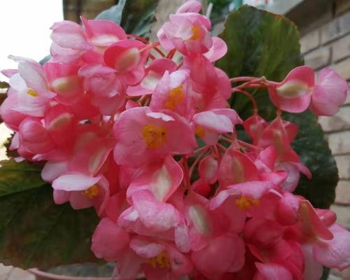 竹节海棠花的养殖方法（打造美丽花园的秘诀）