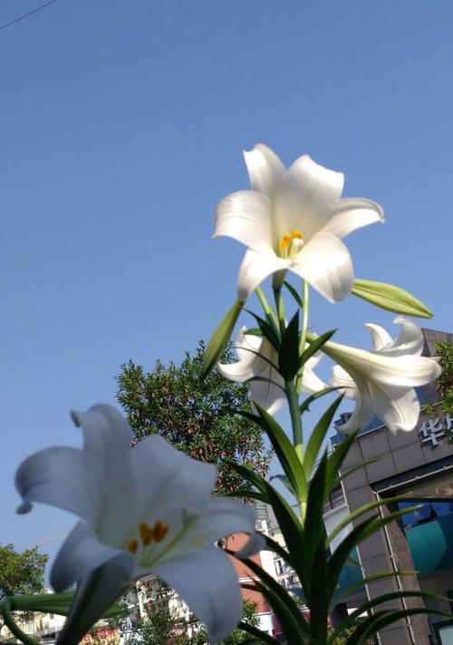 白百合花语（纯洁无瑕的象征，白百合花的代表意义和传承）