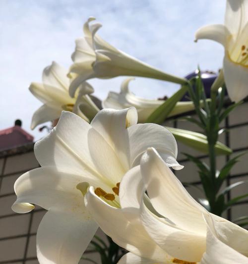 白百合花的花语与寓意（纯洁、优雅、祝福）