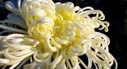 白菊花的寓意与花语（探究白菊花所代表的意义，以及它在传统文化和现代社会中的角色）