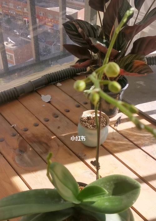 蝴蝶兰花败后的处理方法（教你如何处理已经败萎的蝴蝶兰，让它重现生机）