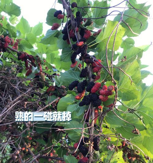 探秘桑葚的丰收季节（了解桑葚的采摘时间与美味制作）