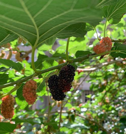 探秘桑葚的丰收季节（了解桑葚的采摘时间与美味制作）