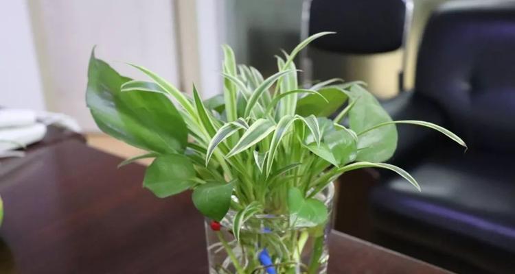 家庭水培植物的选择与养护（适合家里养的8种水培植物种类及生长技巧）