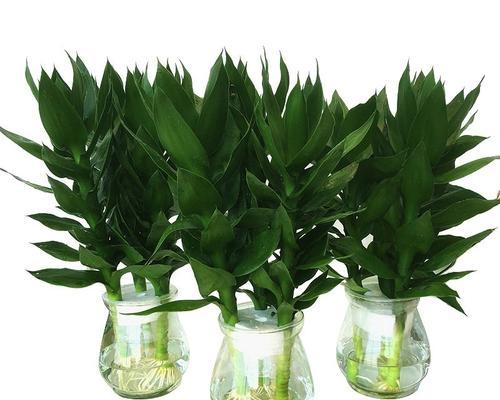 家庭水培植物的选择与养护（适合家里养的8种水培植物种类及生长技巧）