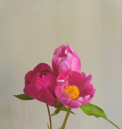 芍药花的开放季节和观赏技巧（了解芍药的盛开时期，赏花更添精彩）